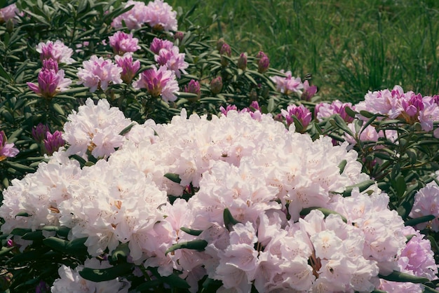 White flowering rhodendrons close up