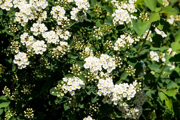 흰색 꽃 관목 Spirea aguta (신부 화환)