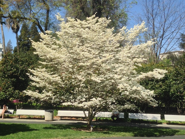 Photo white flowering tree at park