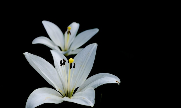 Photo white flowers against a black background