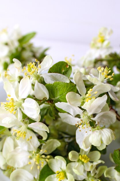 White flowers apple-tree spring