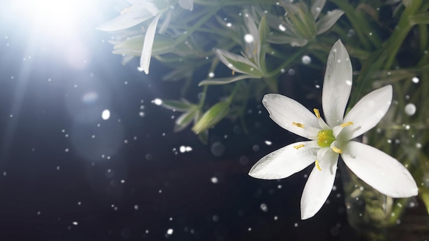 Photo white flowers of the asterisk ornithogalum in the rays of sun garden star of bethlehem grass lily