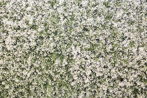 white flowers background