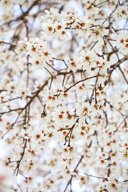 White flowers background.