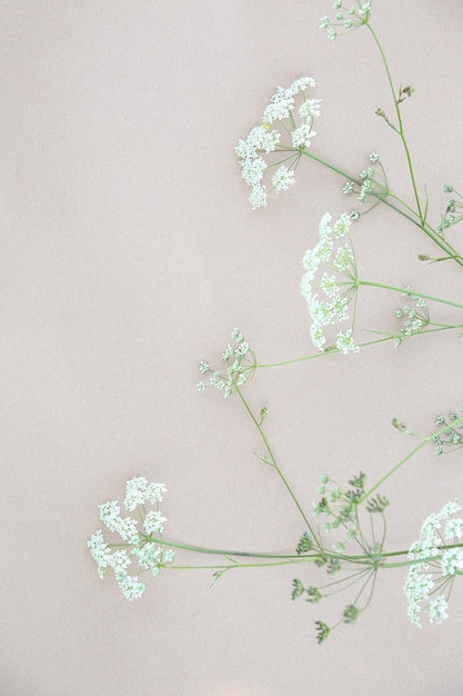 Photo white flowers on beige wall. aesthetic minimal wallpaper. summer  floral plant background composition