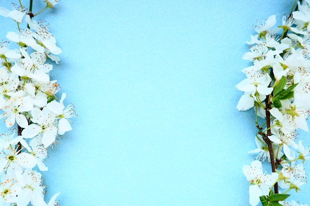 White flowers of bird cherry on a blue background Copy space for text Bright card for the holiday or invitation Spring time