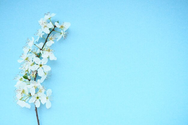 White flowers of bird cherry on a blue background copy space for text bright card for the holiday or