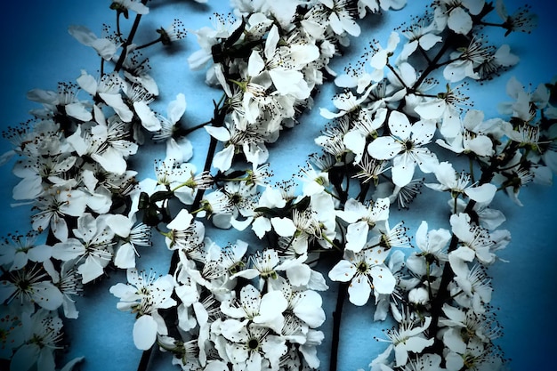 White flowers of bird cherry on a blue background postard for\
the holiday or invitation spring time foggy blurry photo abstract\
gentle spring blur many flowers on the branches black vignette