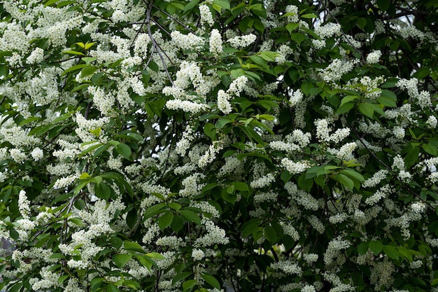 White flowers of bird cherry tree in spring