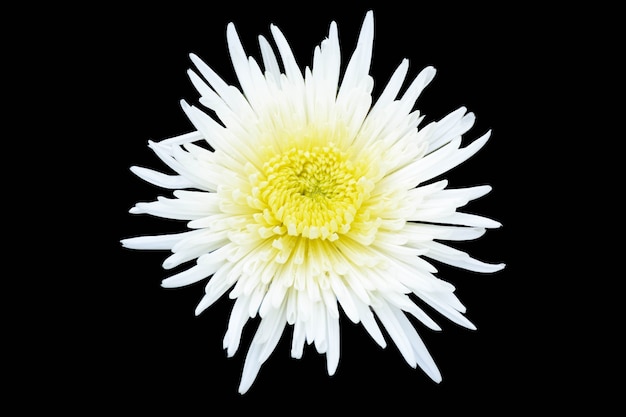 White flowers on black background