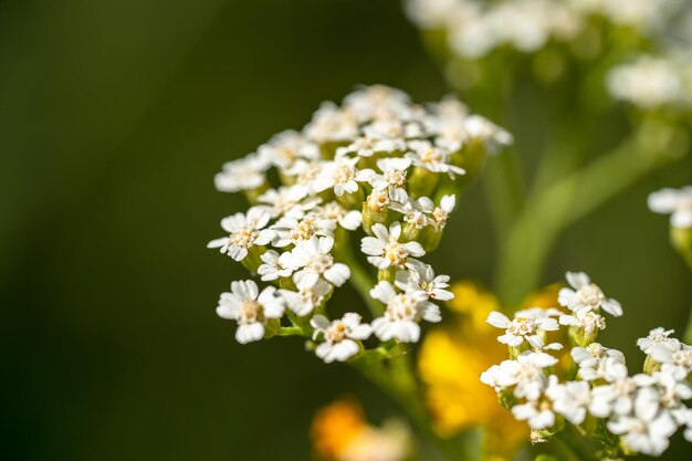 White flowers bloom in the meadow in the open air macro photo Selective focus