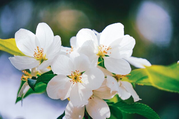 Белые цветы цветущей яблони на фоне молодой зеленой листвы