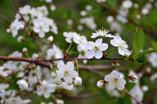 white flowers of blooming apple tree isolated, macro