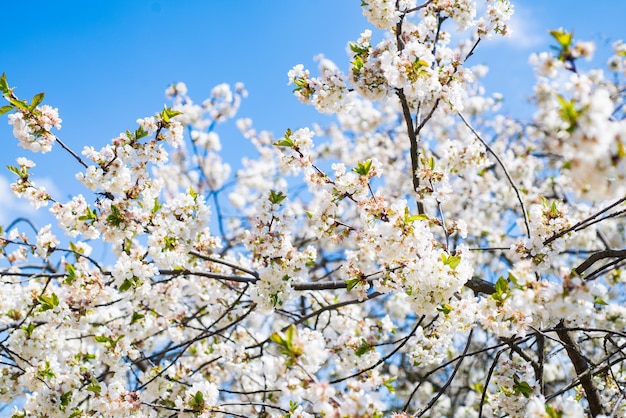 White flowers of blooming apricot tree in spring