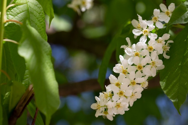 写真 白い花をかせている鳥の桜 鳥の桜の花の花の桜 春の白い小さな花の花をくプルーヌス・パドゥスの花の木のクローズアップ 春のコンセプト