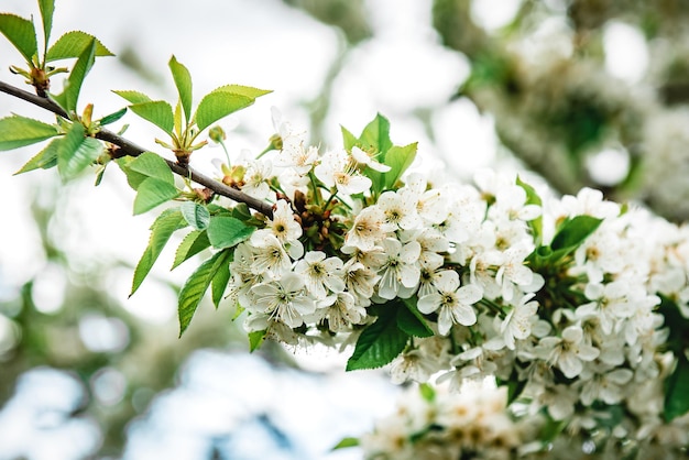 春に桜の枝に咲く白い花