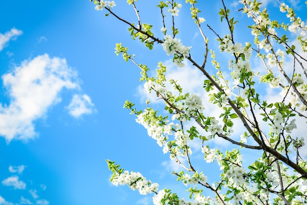 春に桜の枝に咲く白い花