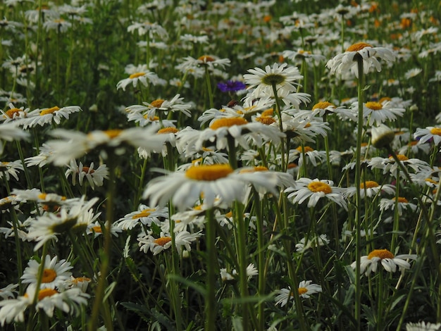 Белые цветы цветут на поле.