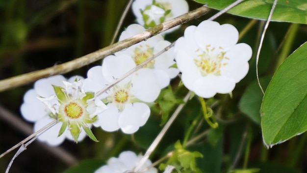 Foto fiori bianchi che fioriscono in giardino
