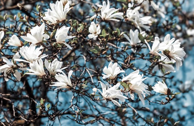 White flowers on blooming magnolia tree