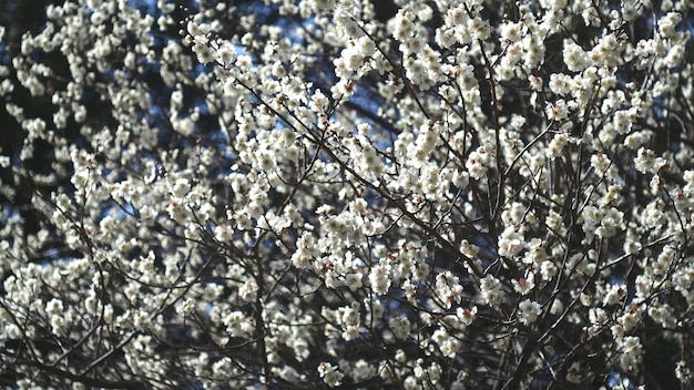 写真 白い花が木にいています