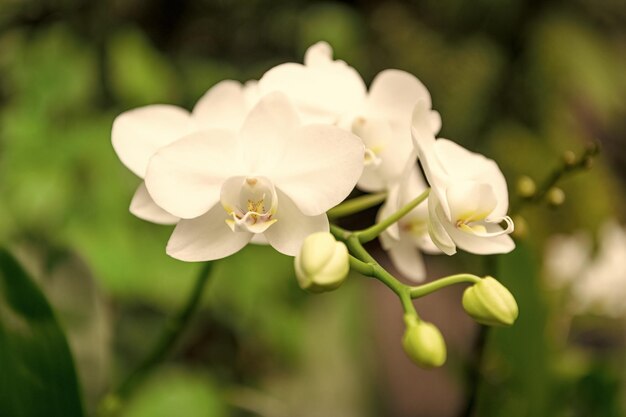 White flowers of blooming orchid in spring