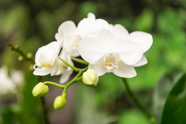 White flowers of blooming orchid in spring.