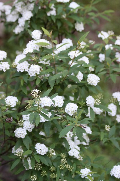 Photo white flowers blooming outdoors