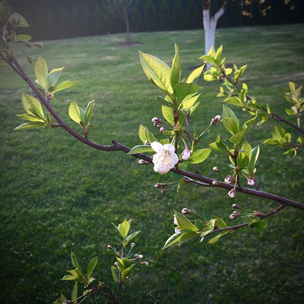 Photo white flowers blooming in park