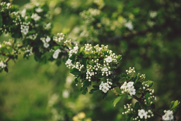 white flowers blooming at park