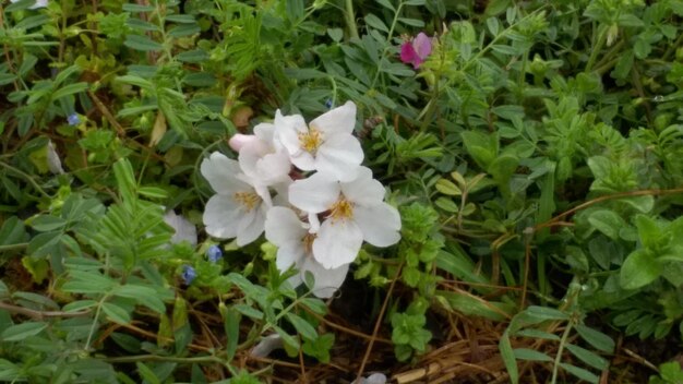 White flowers blooming on plant