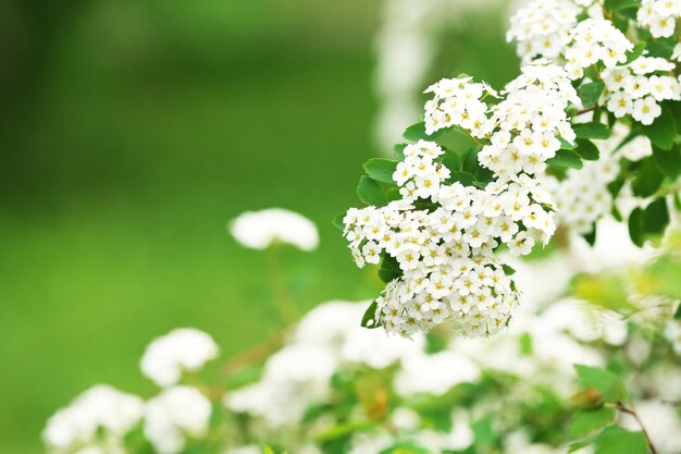 White flowers of blooming rowan tree outdoors