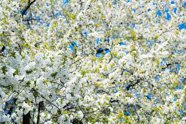 봄에 피는 벚꽃 나무의 흰 꽃. 자연 배경입니다.