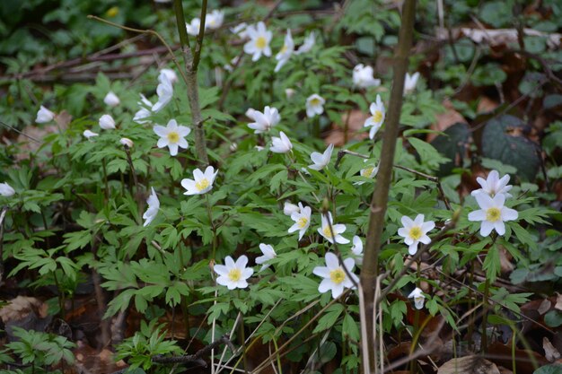 White flowers blooming in spring