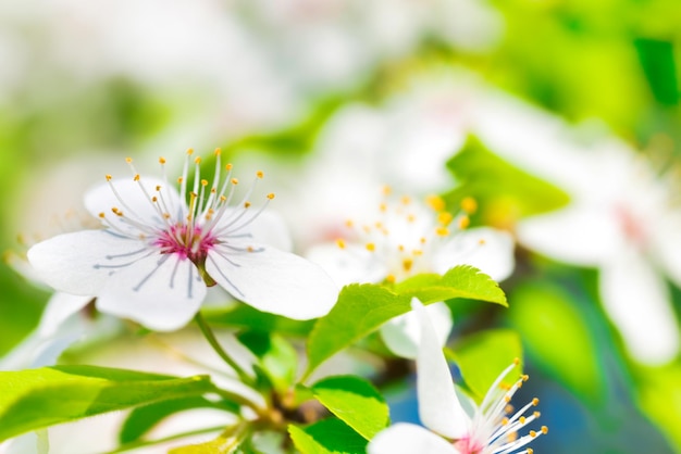 緑の春の葉の柔らかい背景を持つ花桜の木の白い花マクロ撮影