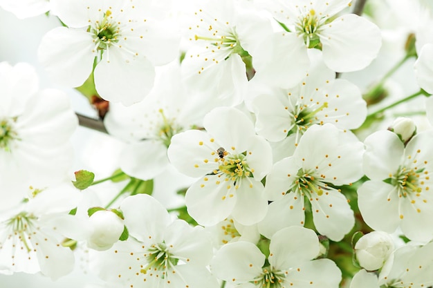 White flowers of a blossoming apple tree closeup nature background