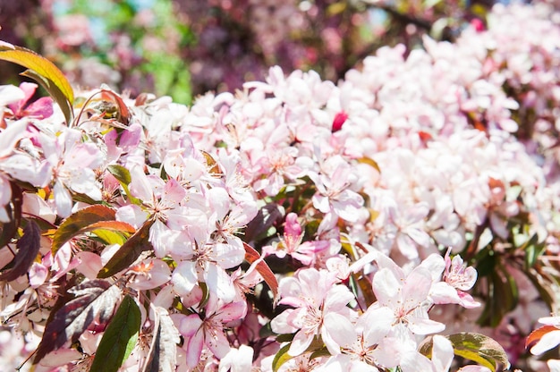 白い花の開花のリンゴの木