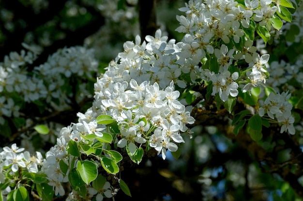 white flowers of blossoming apple tree