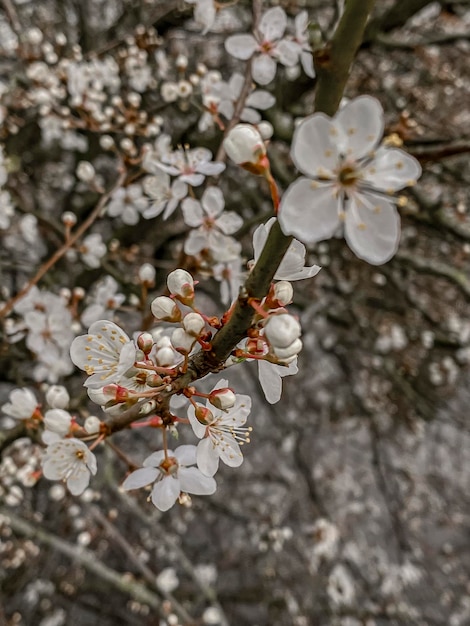 White flowers of a blossoming apricot tree on a spring day