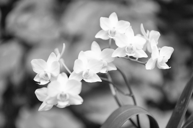 White flowers of blossoming orchid in spring