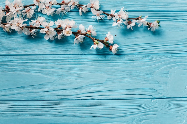 white flowers on blue background