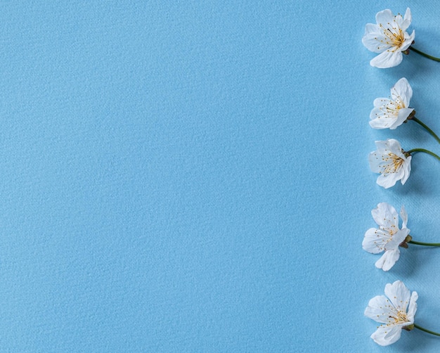 Foto fiori bianchi su sfondo blu