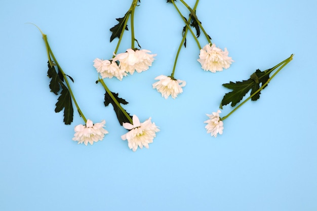 White flowers on a blue background