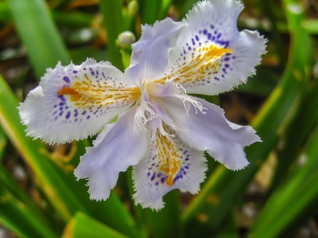 白い花に自然の背景をぼかし