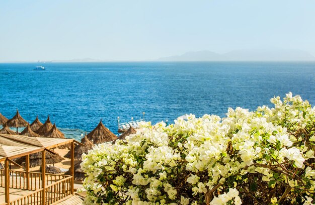 White flowers bougainvillea on a background of blue sea