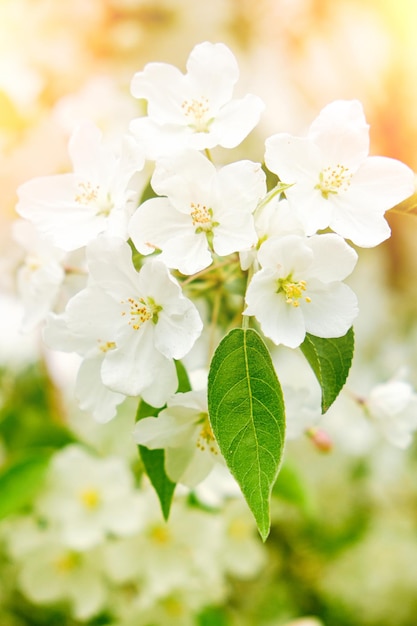 White flowers branch blooming apple tree