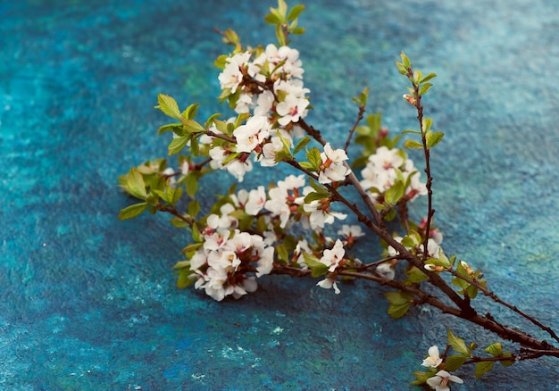 Белые цветы ветка вишни на синем фоне