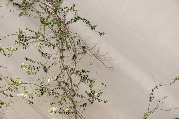 White flowers branch, leaves on neutral beige concrete wall.