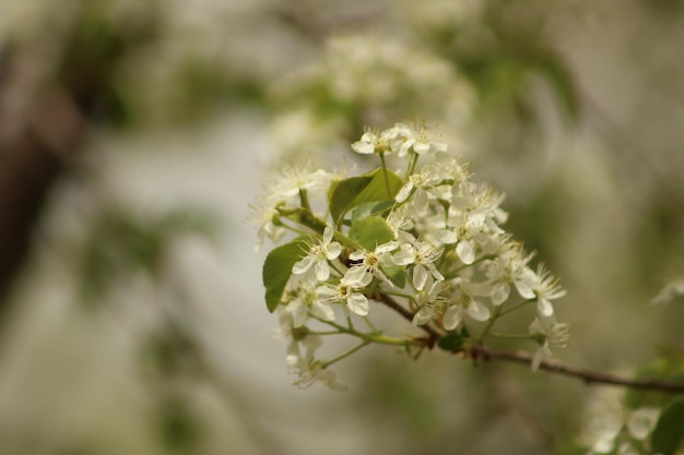 Photo white flowers on branch surrounded by greenery