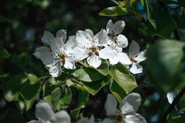 White flowers on a branch of tree Macro photo of spring